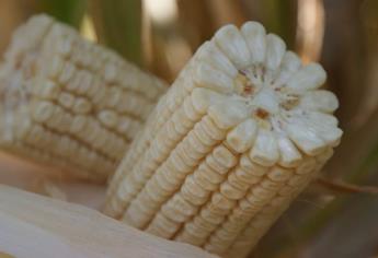 Cae precio del maíz, pero cierra el mes al alza