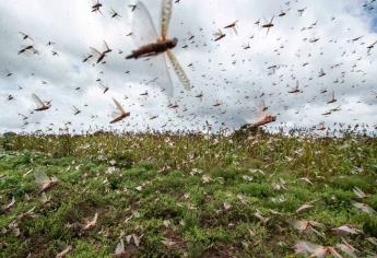 Cesavesin alerta sobre plaga del chapulín