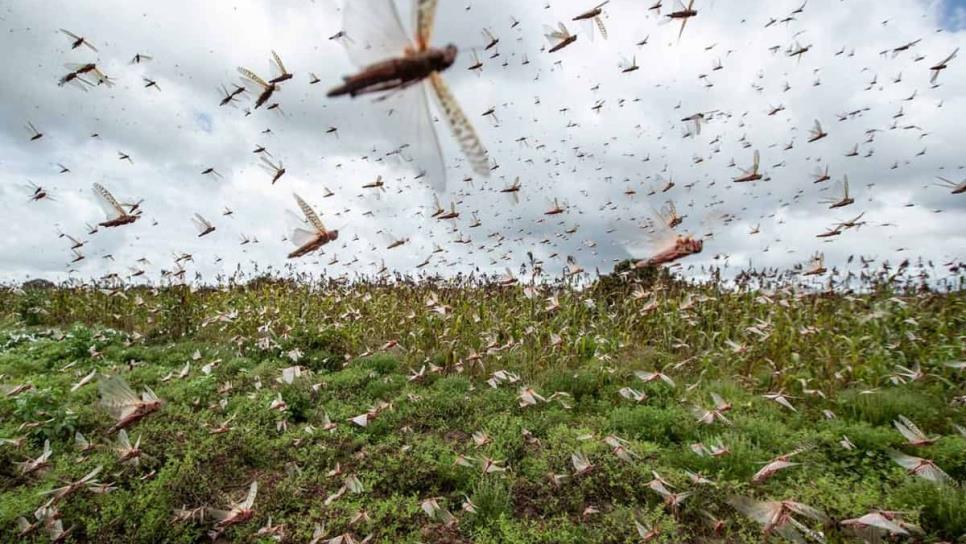 Cesavesin alerta sobre plaga del chapulín