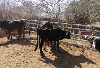 Ganaderos del sur de Sinaloa esperan lluvias con mayor intensidad para verse beneficiados