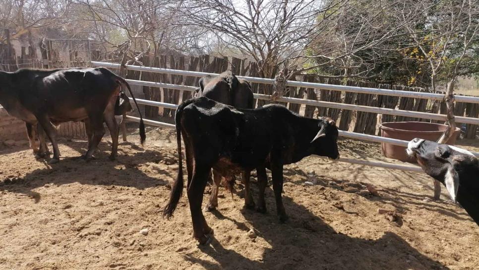 Sin despuntar el precio de la carne para ganaderos de Ahome