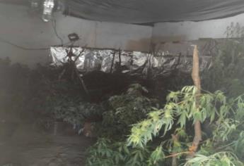 Aseguran invernadero de marihuana en un domicilio de Badiraguato