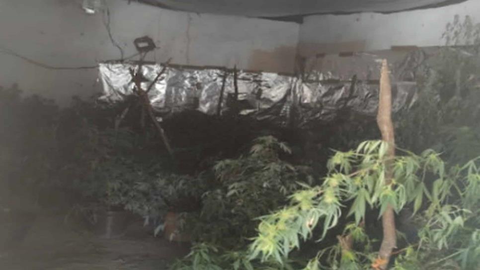 Aseguran invernadero de marihuana en un domicilio de Badiraguato