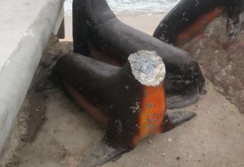 ¡Le cortan la cabeza al lobo marino del Malecón!