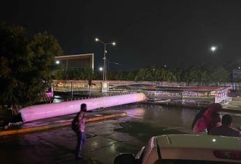 Lluvias derriban espectacular gigante en Culiacán; casi cae sobre camión urbano