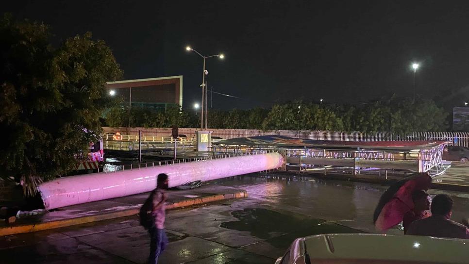 Lluvias derriban espectacular gigante en Culiacán; casi cae sobre camión urbano