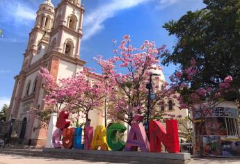 ¿Te gustan las amapas? plantarán más de 4 mil en Culiacán