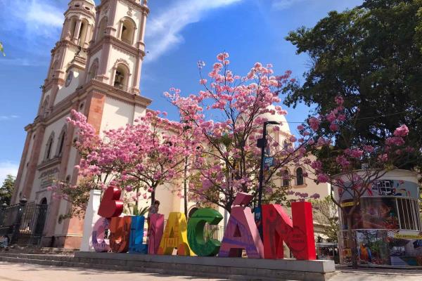 ¿Te gustan las amapas? plantarán más de 4 mil en Culiacán