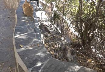 Buscan multas para quienes abandonen gatos en El Faro de Mazatlán