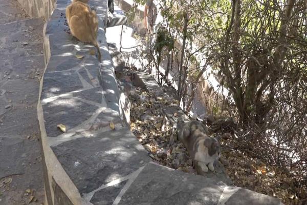 Buscan multas para quienes abandonen gatos en El Faro de Mazatlán