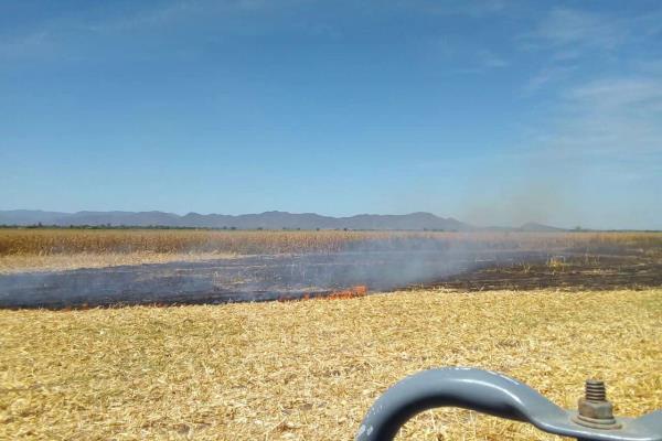 Quema de soca, razón por la cual no llueve en Los Mochis: experto