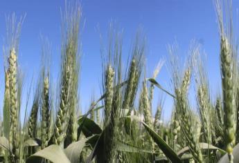 Precio del trigo sigue a la baja