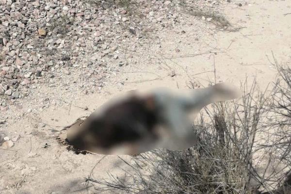 Localizan a «trampa» muerto y mutilado junto a las vías del tren en Mocorito