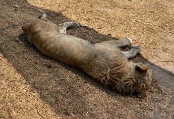 Más de 100 felinos en riesgo de muerte; denuncian ante FGR