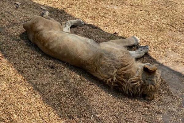 Más de 100 felinos en riesgo de muerte; denuncian ante FGR