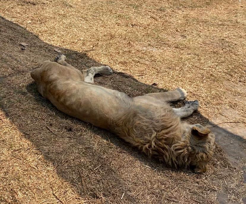 Más de 100 felinos en riesgo de muerte; denuncian ante FGR