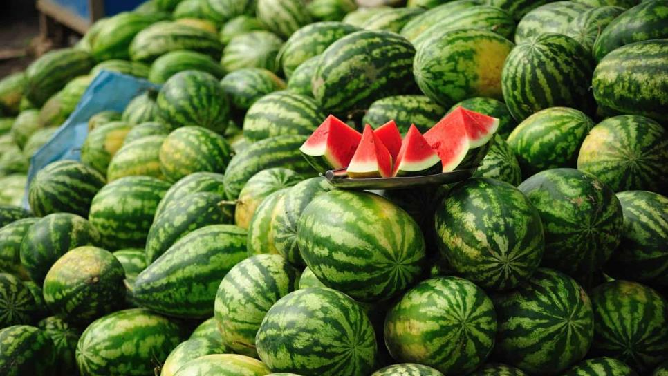 Temporaleros de Choix apuestan por cultivo de sandía Temporaleros de Choix apuestan por cultivo de sandía