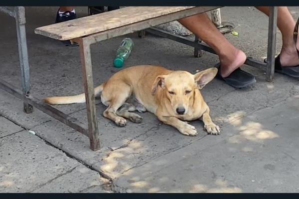 Alertan por jauría de perros agresivos en el Parque Bonfil en Mazatlán