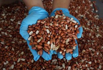 Empresa de EU busca crema de cacahuate de Sinaloa
