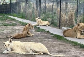 Trasladan a Culiacán felinos rescatados del «pseudo santuario» Black Jaguar-White Tiger