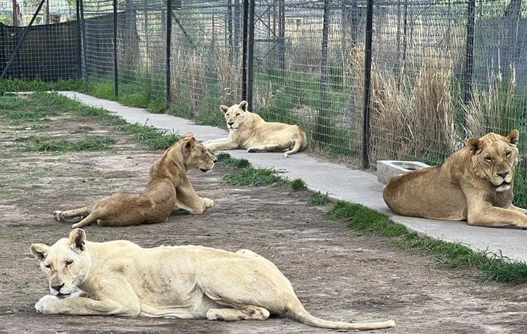 Trasladan a Culiacán felinos rescatados del «pseudo santuario» Black Jaguar-White Tiger