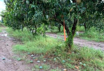 El 20 % del mango, afectado por recientes lluvias