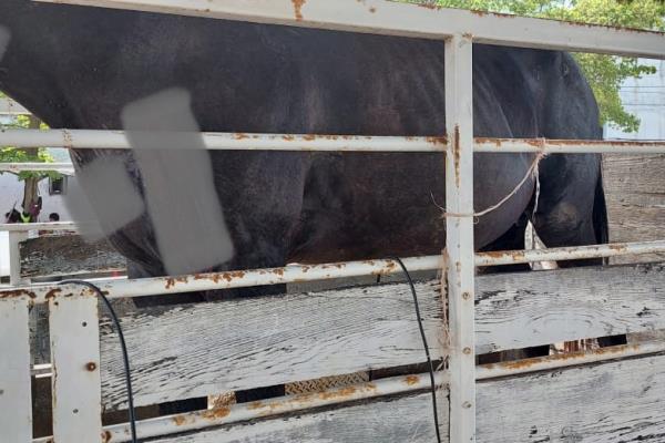 Por buscar alimento, machetean a yegua en el 20 de Noviembre, Ahome