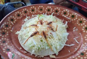 Tacos de Alacranes, comida típica de Durango que está rompiendo fronteras a lo largo del mundo