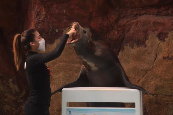 Conoce el Acuario de Mazatlán este verano y sorprendente con la vida marina