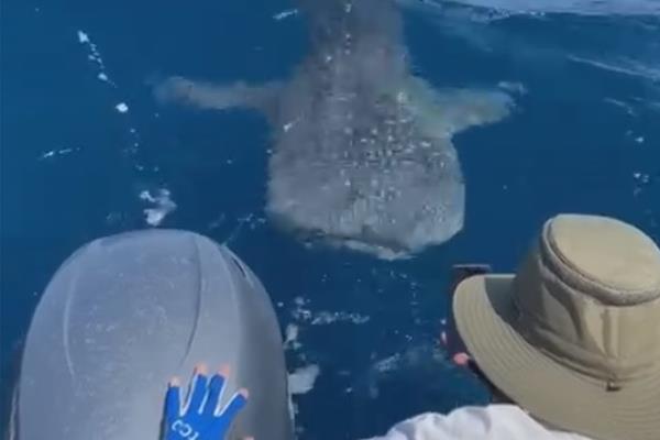 Captan tiburón ballena en Topolobampo