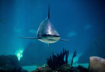Un 70 % de las especies del comercio de aletas de tiburón está en riesgo