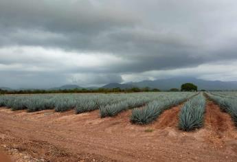 El sur de Sinaloa a nada de ser tierra de mezcal; productores buscan hacer destiladora de agave