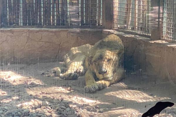 Llegan a Culiacán 37 felinos rescatados del santuario Black Jaguar-White Tiger