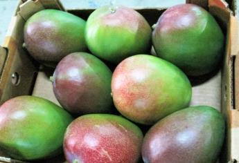 Mango del norte de Sinaloa abre nuevos mercados