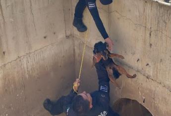 Policías de Culiacán rescatan perrito atrapado en interior de una cisterna