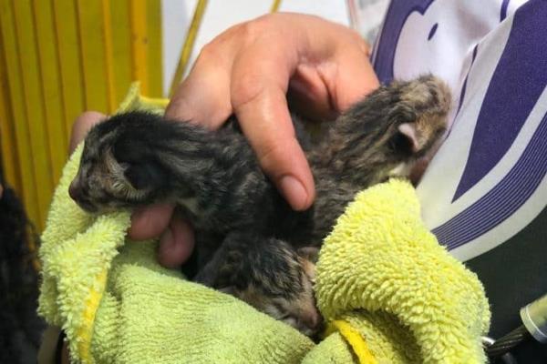 GEPA rescata 4 gatos y un tacuache en Culiacán