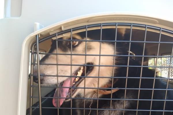 Adoptan a «Lucky», perro rescatado por GEPA en Culiacán