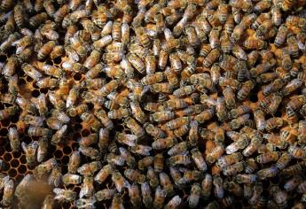 México estima producción de 65 mil 649 toneladas de miel durante 2022