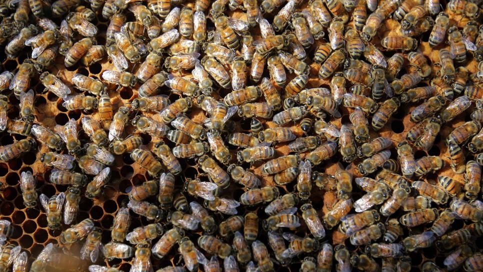 Ataque de abejas en Sinaloa: En estos municipios se ha registrado emjambres en las últimas 48 horas