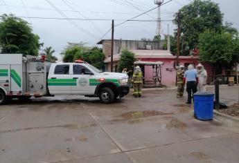 Ataque de abejas en Los Mochis deja cuatro personas lesionadas