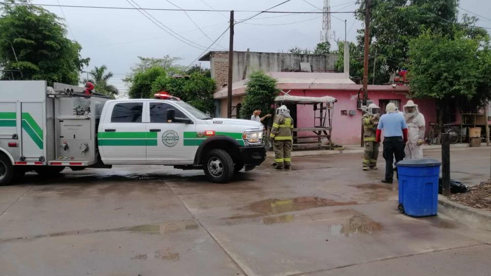 Ataque de abejas en Los Mochis deja cuatro personas lesionadas