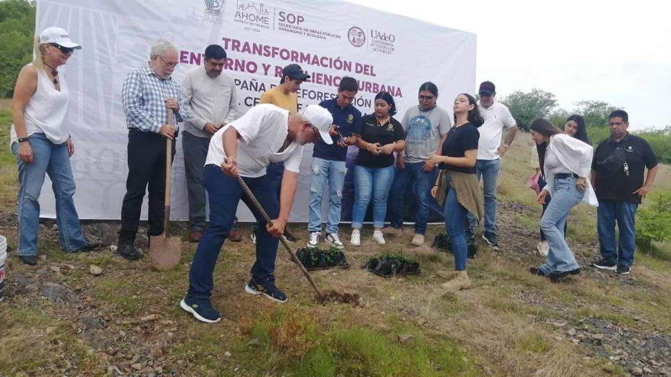 Con Guayacán, mezquite, palo colorado y verde, reforestan cerro de la Memoria