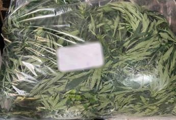 Detienen a hombre es posesión de plantas de mariguana en Campo El Diez