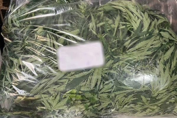 Detienen a hombre es posesión de plantas de mariguana en Campo El Diez