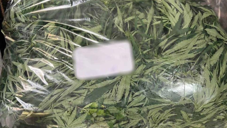 Detienen a hombre es posesión de plantas de mariguana en Campo El Diez