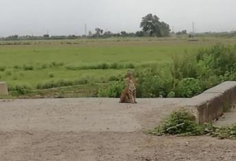 Tigre suelto causa movilización policiaca en Ahome