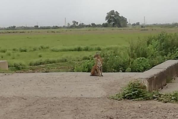 Tigre suelto causa movilización policiaca en Ahome
