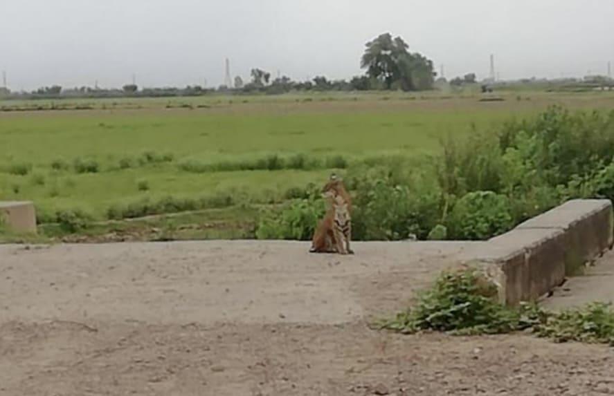 Tigre suelto causa movilización policiaca en Ahome