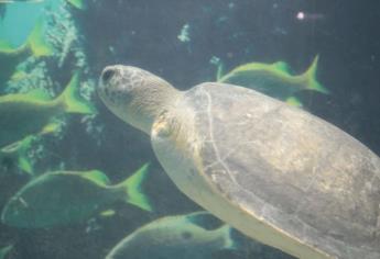 ¡Una guerrera! Tortuga se aferra a la vida y se recupera tras perder una aleta