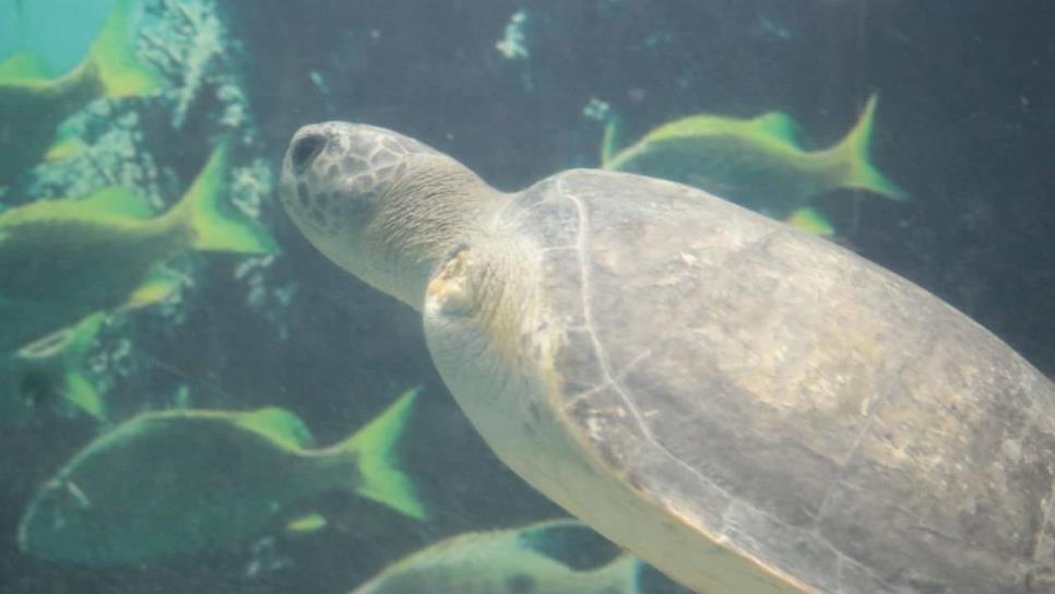 ¡Una guerrera! Tortuga se aferra a la vida y se recupera tras perder una aleta